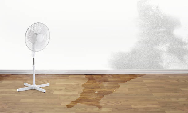 Best Local water damage restoration  in Chapin, SC